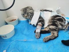 -纳吉亚猫专科动物诊疗中心(蒋宅口分院)