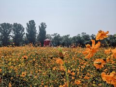 -北京东方普罗旺斯薰衣草庄园