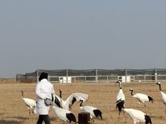 -盐城丹顶鹤湿地生态旅游区