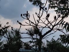 -五龙城郊森林公园