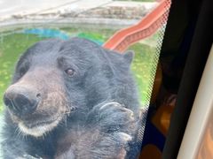 -栾川竹海野生动物园