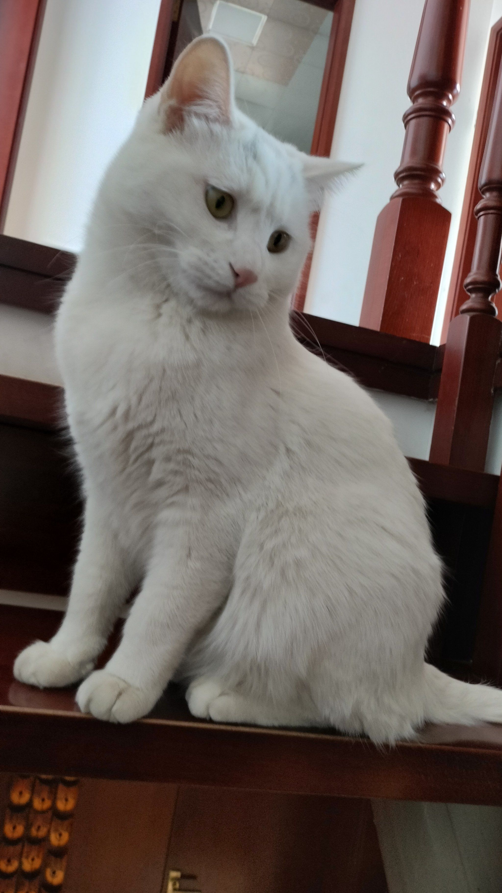 天天领红包 朋友家的小白猫,好温柔好可