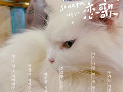 -猫小院猫主题咖啡厅(北锣店)