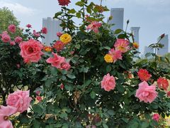 -香蜜公园
