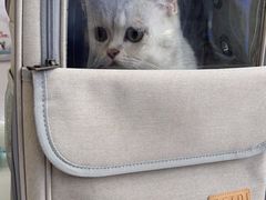 -创凡宠物医院·骨专科  猫科中心(西乡分院)