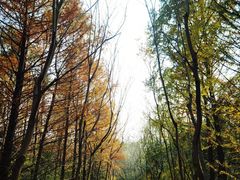 -上海海湾国家森林公园