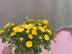 -溪岸路花鸟市场