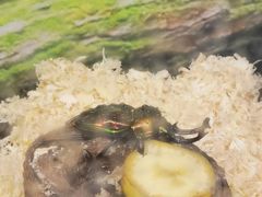 -上海大自然野生昆虫馆(东方明珠·爬宠昆虫探索中心)