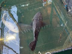 -蓝湾碧波·老字号·疍家非遗海上餐厅