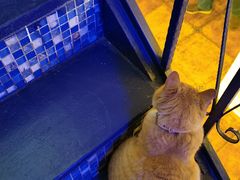 -Sirena海妖日咖夜酒