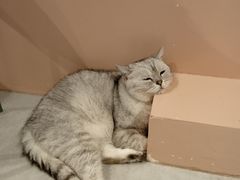-猫儿山۰猫主题餐厅