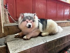 -滇西王子·山风云南菜·丽江地标品牌(古城南门店)