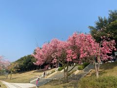 -风云岭森林公园