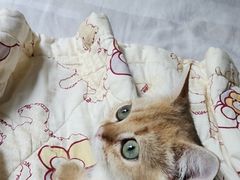-中农国际动物医院24小时·猫科·骨科·急重症中心