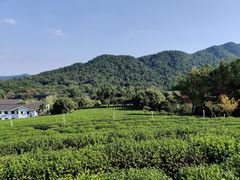 -中国茶叶博物馆(双峰馆区)