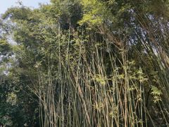 -开平碉楼文化旅游区马降龙景区