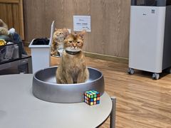 -MOCHA明星猫咖(田子坊店)