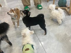 -柴犬小屋·柴餐厅·狗咖食堂(金鼎广场店)