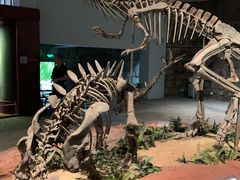 -自贡恐龙博物馆