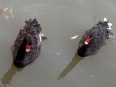 -春晖园度假酒店温泉