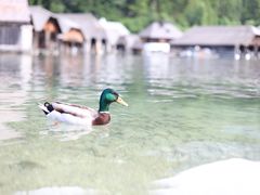 -柯尼希湖