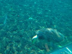 -瑞德姆美人鱼海底演艺主题餐厅(亚龙湾店)