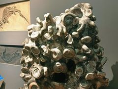 -辽宁古生物博物馆