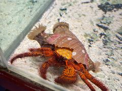 -太平洋海底世界