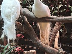 -正佳雨林生态植物园