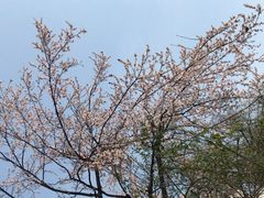 -上海市第一人民医院(松江南部)