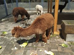 -长白岛森林公园