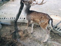 -上方山森林动物世界