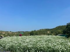 -薰衣草NE庄园