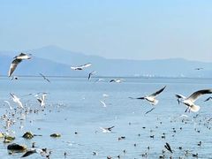 -深圳湾公园(南山区)