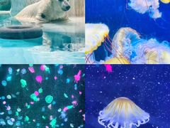 -珠海长隆海洋王国