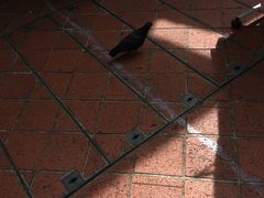 -新加坡Zam Zam餐馆