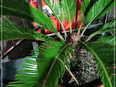 -宾朋海鲜美食餐厅·特色美食(兴海路店)