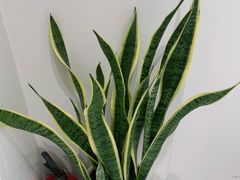 -张钰强中医正骨推拿连锁(唐家人才公寓店)