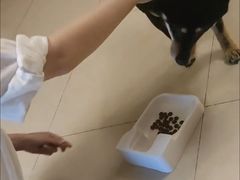 -多乐狗狗宠物训练工作室