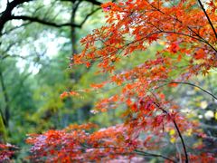 -上海佘山国家森林公园天马山园