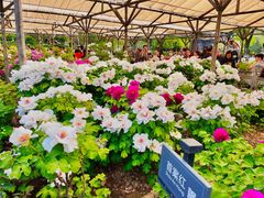 -明何记涮牛肚(品牌首店隋唐植物园南门古城路店)