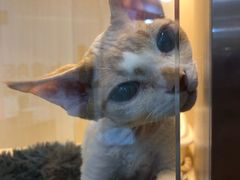 -momokira米努特·德文卷毛猫·棉花面纱犬