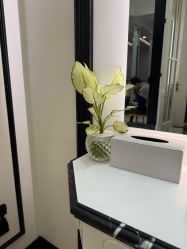 -YESIDO椰岛造型