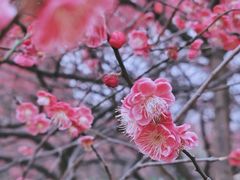 -秀丽东方