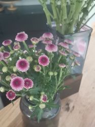 -薇薇安花系SPA