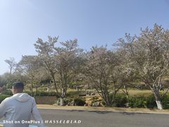 -羊山湖公园