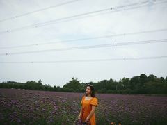 -紫颐香薰山谷景区