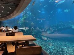 -海棠湾洲际-涛·海底餐厅·美人鱼·自助餐·海底隧道