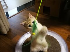 -猫大福·Fortune Cat猫舍(百子湾店)