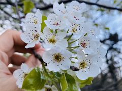 -梅花山(明孝陵内)